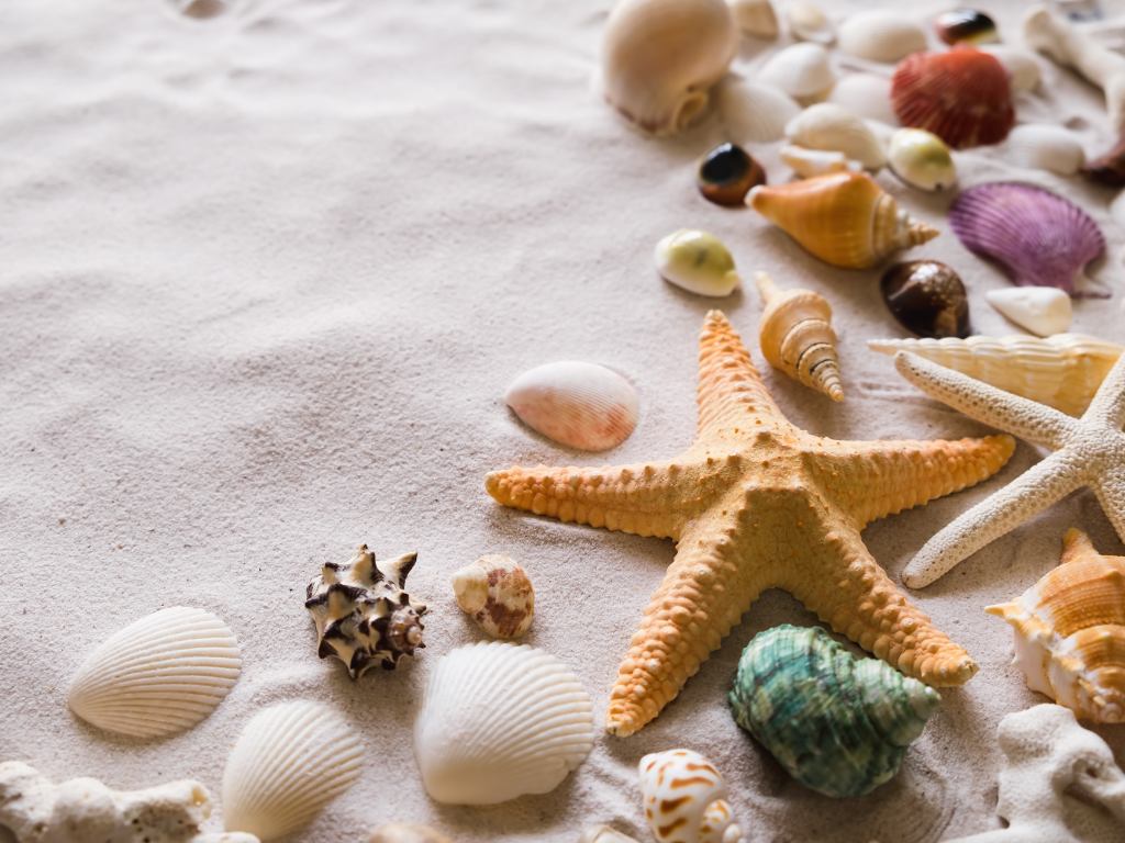 várias conchas na praia
