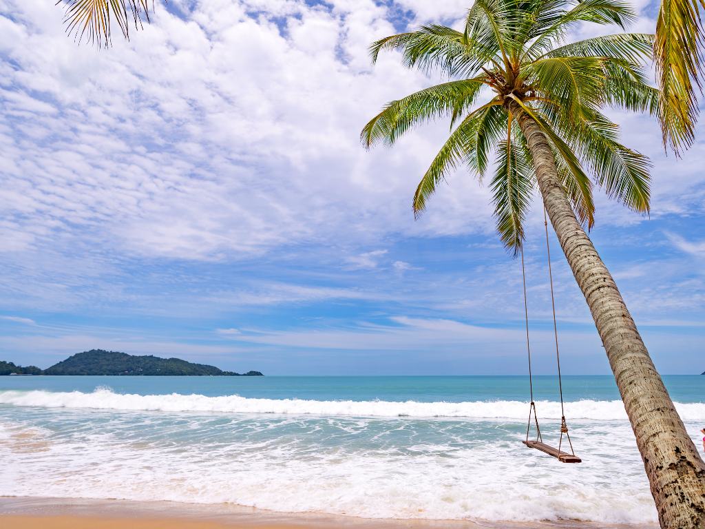 coqueiro com um balanço em frente a praia