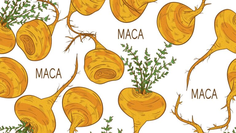Desenhos do vegetal maca peruana, na cor amarela e em fundo branco. Entre as imagens estão escritas a palavra "maca".