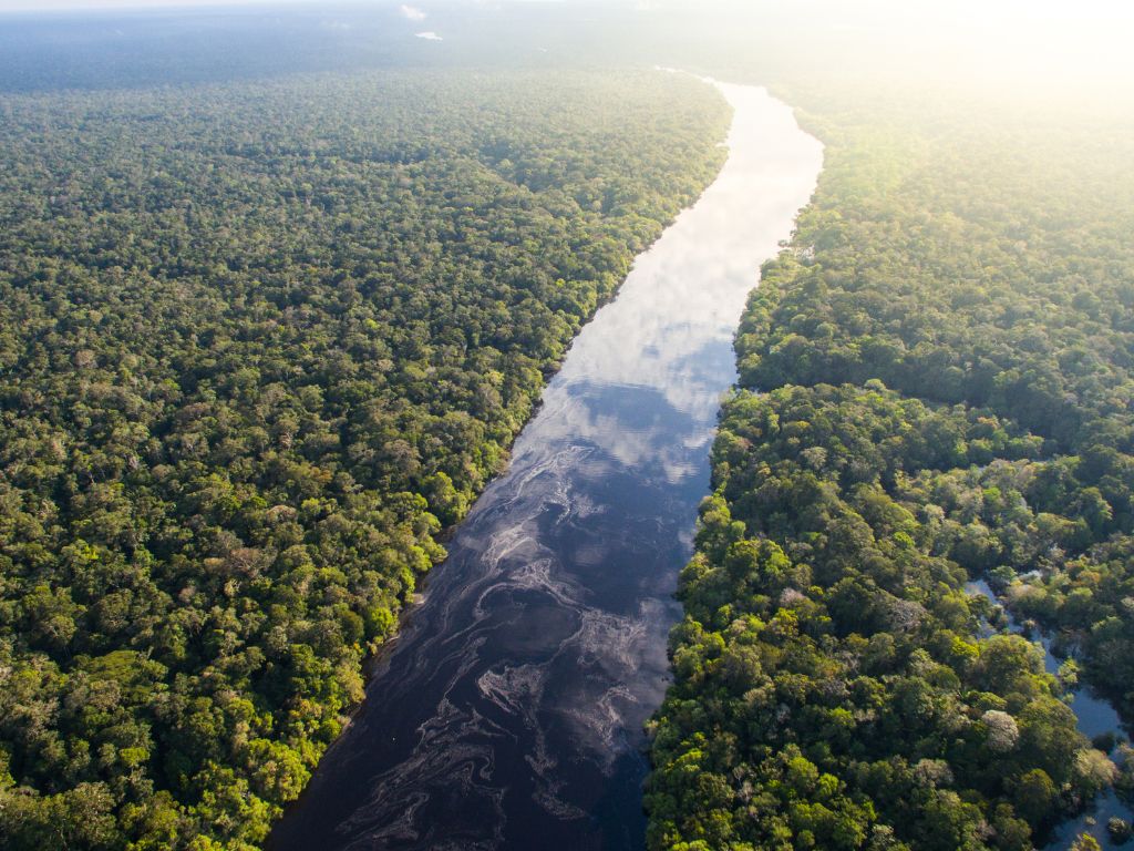 várias árvores com um rio no meio 