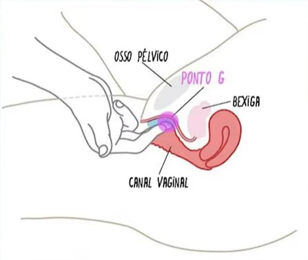 ilustração de onde fica o ponto g