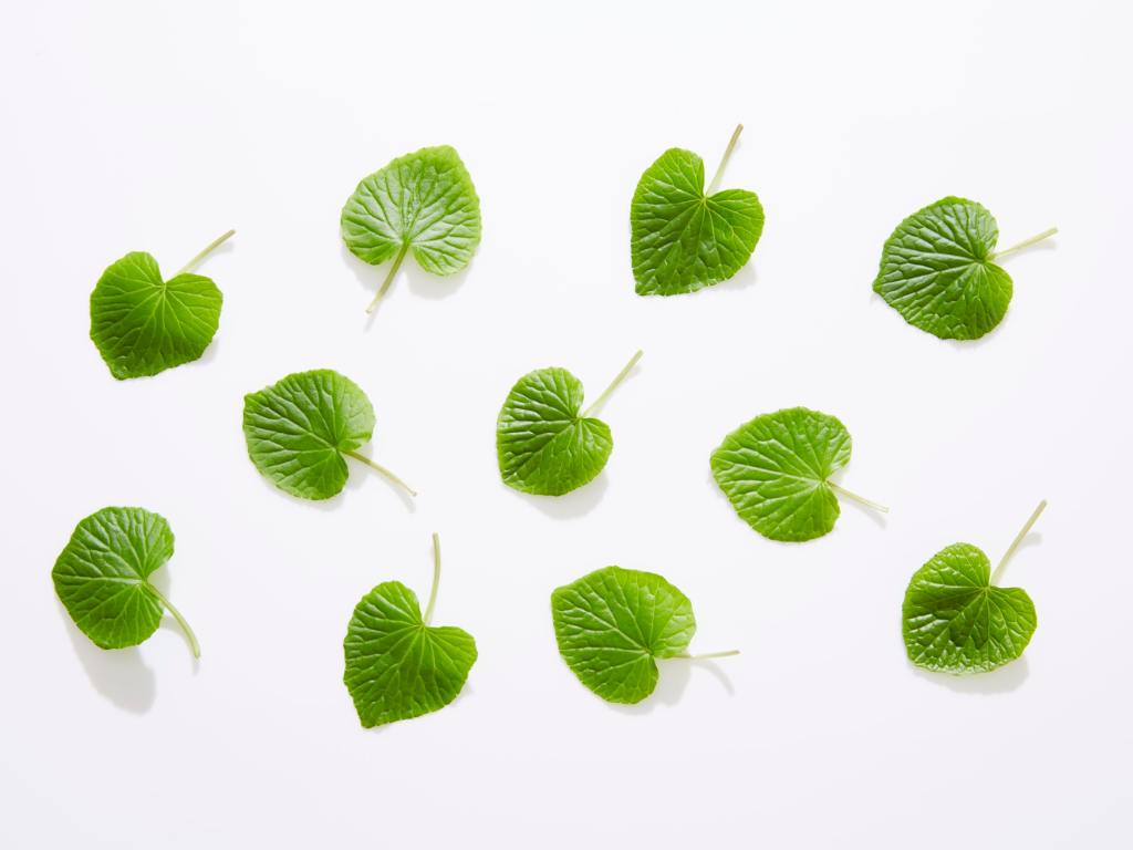 Folhas de centella asiática
