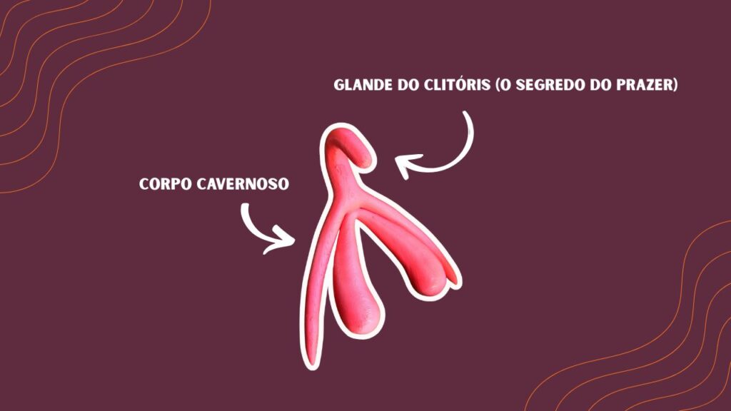 anatomia do clitóris