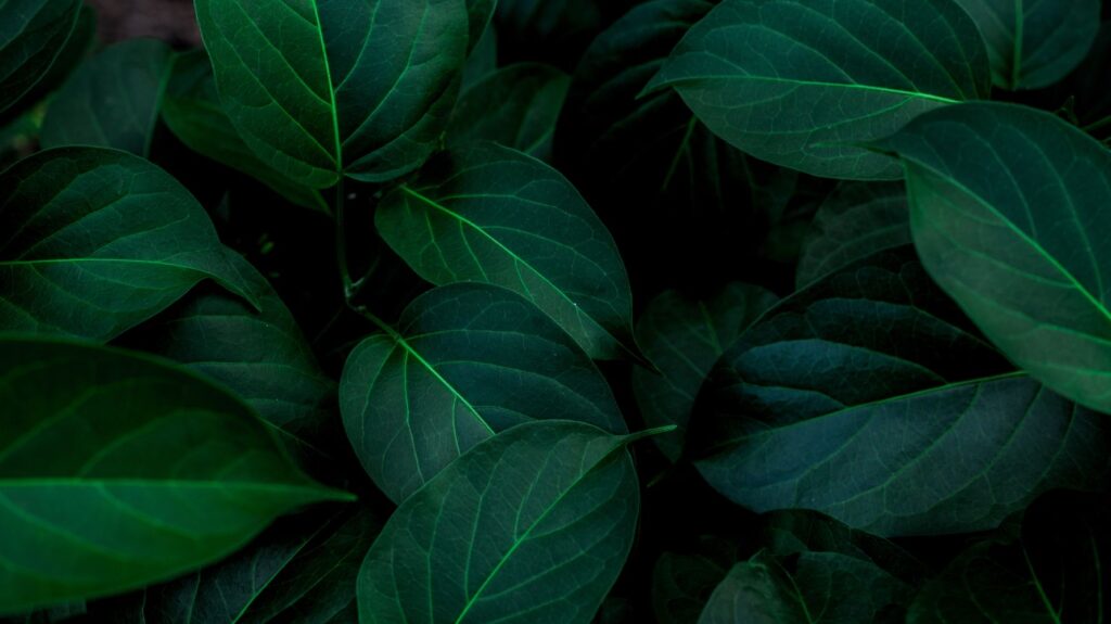posição folhinha verde